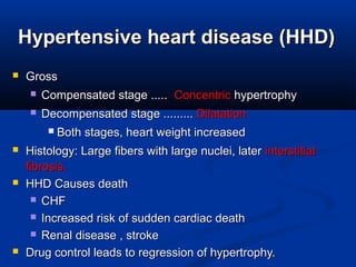 Hypertensive heart disease (HHD)Hypertensive heart disease (HHD)
 GrossGross
 Compensated stage .....Compensated stage ..... ConcentricConcentric hypertrophyhypertrophy
 Decompensated stage .........Decompensated stage ......... DilatationDilatation
 Both stages, heart weight increasedBoth stages, heart weight increased
 Histology: Large fibers with large nuclei, laterHistology: Large fibers with large nuclei, later interstitialinterstitial
fibrosis.fibrosis.
 HHD Causes deathHHD Causes death
 CHFCHF
 Increased risk of sudden cardiac deathIncreased risk of sudden cardiac death
 Renal disease , strokeRenal disease , stroke
 Drug control leads to regression of hypertrophy.Drug control leads to regression of hypertrophy.
 