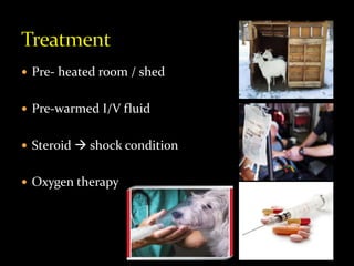  Pre- heated room / shed
 Pre-warmed I/V fluid
 Steroid  shock condition
 Oxygen therapy
 