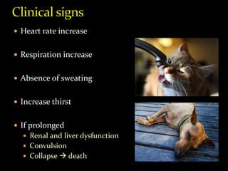  Heart rate increase
 Respiration increase
 Absence of sweating
 Increase thirst
 If prolonged
 Renal and liver dysfunction
 Convulsion
 Collapse  death
 