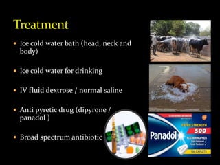  Ice cold water bath (head, neck and
body)
 Ice cold water for drinking
 IV fluid dextrose / normal saline
 Anti pyretic drug (dipyrone /
panadol )
 Broad spectrum antibiotic
 