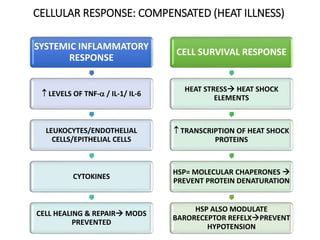 CELLULAR RESPONSE: COMPENSATED (HEAT ILLNESS)
SYSTEMIC INFLAMMATORY
RESPONSE
 LEVELS OF TNF- / IL-1/ IL-6
LEUKOCYTES/ENDOTHELIAL
CELLS/EPITHELIAL CELLS
CYTOKINES
CELL HEALING & REPAIR MODS
PREVENTED
CELL SURVIVAL RESPONSE
HEAT STRESS HEAT SHOCK
ELEMENTS
 TRANSCRIPTION OF HEAT SHOCK
PROTEINS
HSP= MOLECULAR CHAPERONES 
PREVENT PROTEIN DENATURATION
HSP ALSO MODULATE
BARORECEPTOR REFELXPREVENT
HYPOTENSION
 