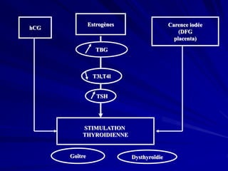 hCG
Estrogènes Carence iodée
(DFG
placenta)
TBG
T3l,T4l
TSH
STIMULATION
THYROIDIENNE
Goître Dysthyroïdie
 