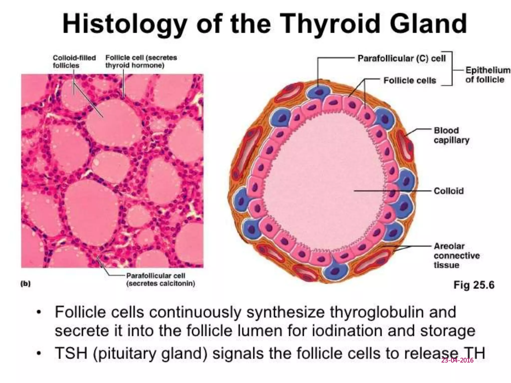 HISTOLOGY
HYPERTHYROIDISM - DR.R.DURAI 23-04-16 MGMCRI
10
23-04-2016
 