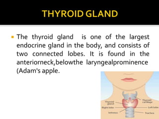  The thyroid gland is one of the largest
endocrine gland in the body, and consists of
two connected lobes. It is found in the
anteriorneck,belowthe laryngealprominence
(Adam's apple.
 