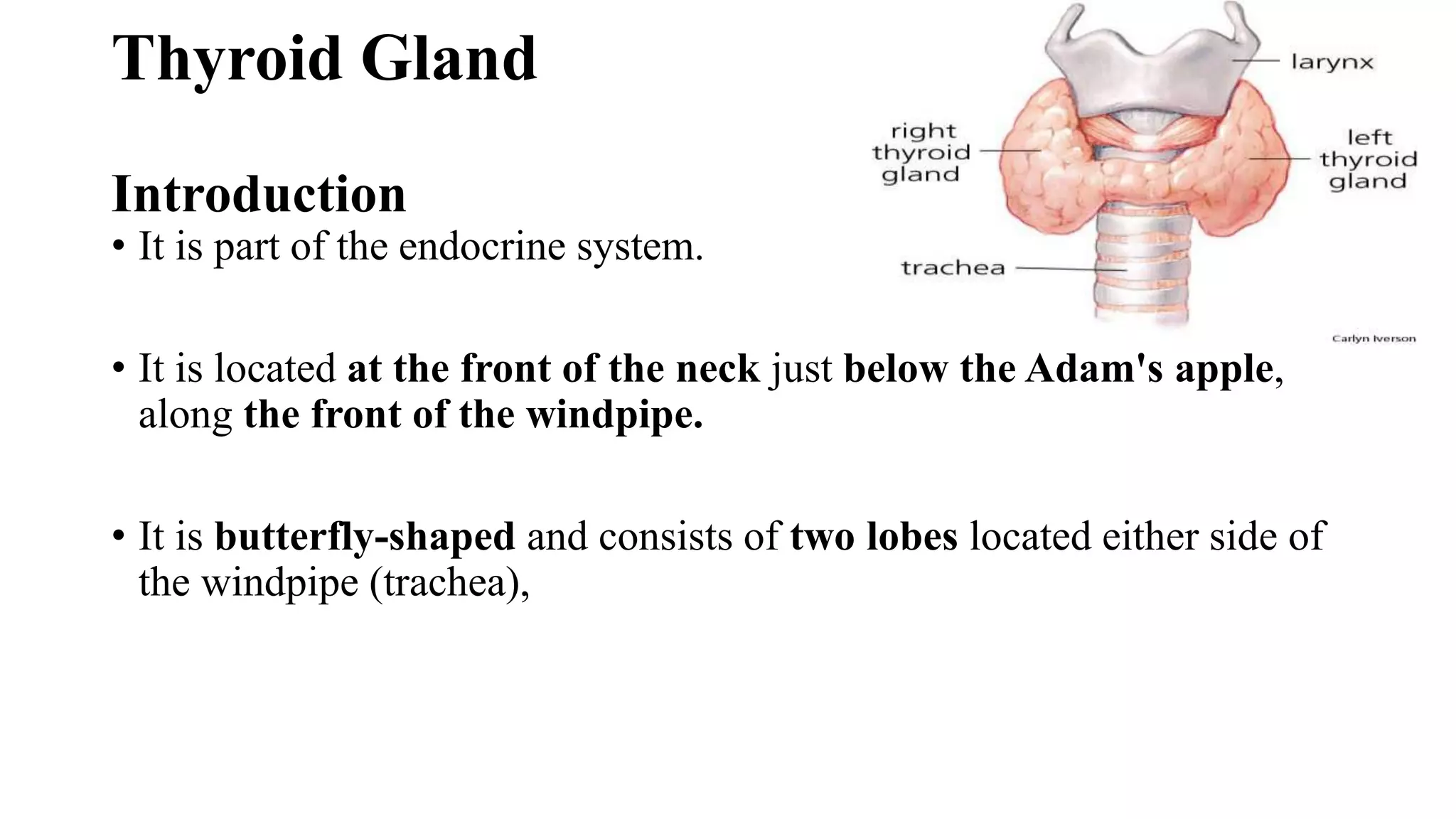 Thyroid Gland
Introduction
• It is part of the endocrine system.
• It is located at the front of the neck just below the Adam's apple,
along the front of the windpipe.
• It is butterfly-shaped and consists of two lobes located either side of
the windpipe (trachea),
 
