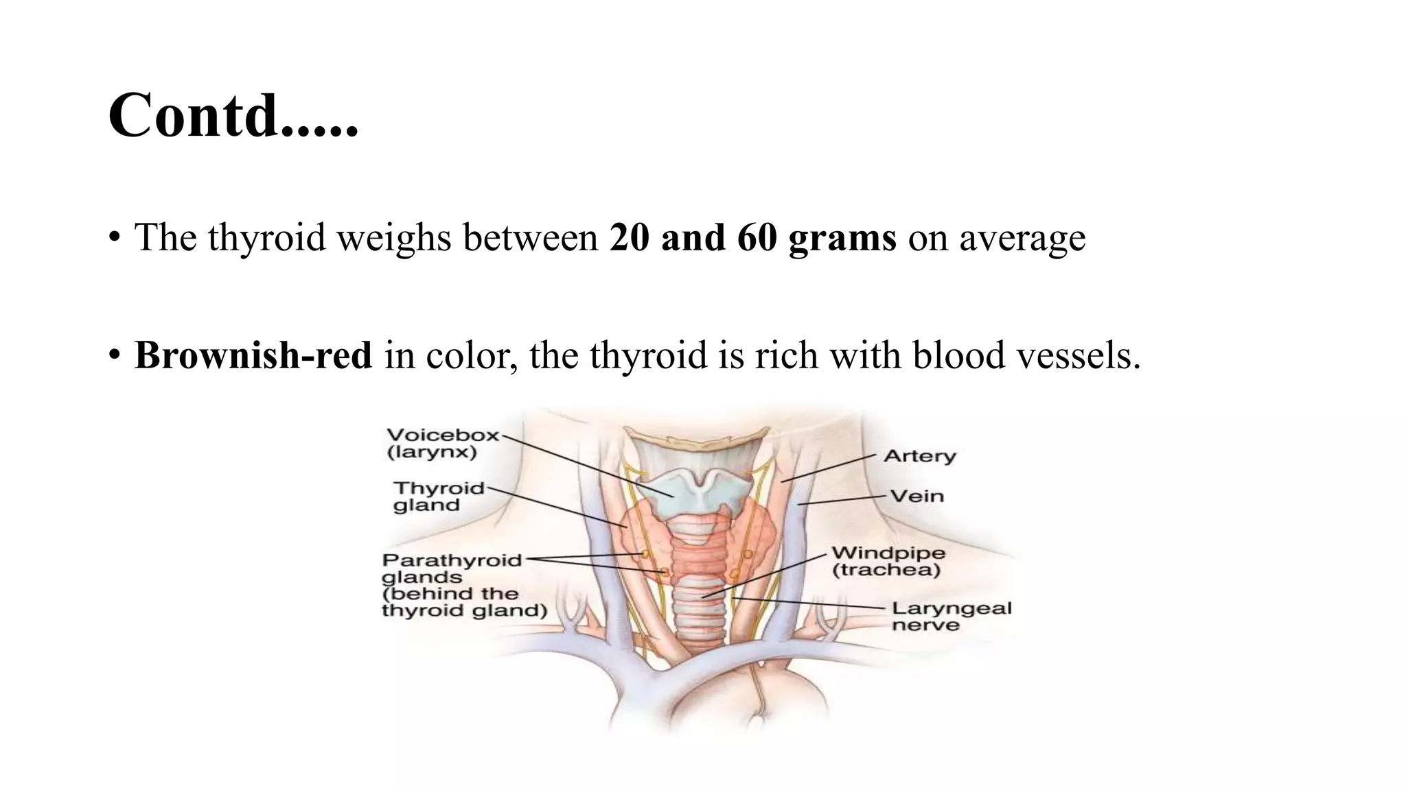 Contd.....
• The thyroid weighs between 20 and 60 grams on average
• Brownish-red in color, the thyroid is rich with blood vessels.
 