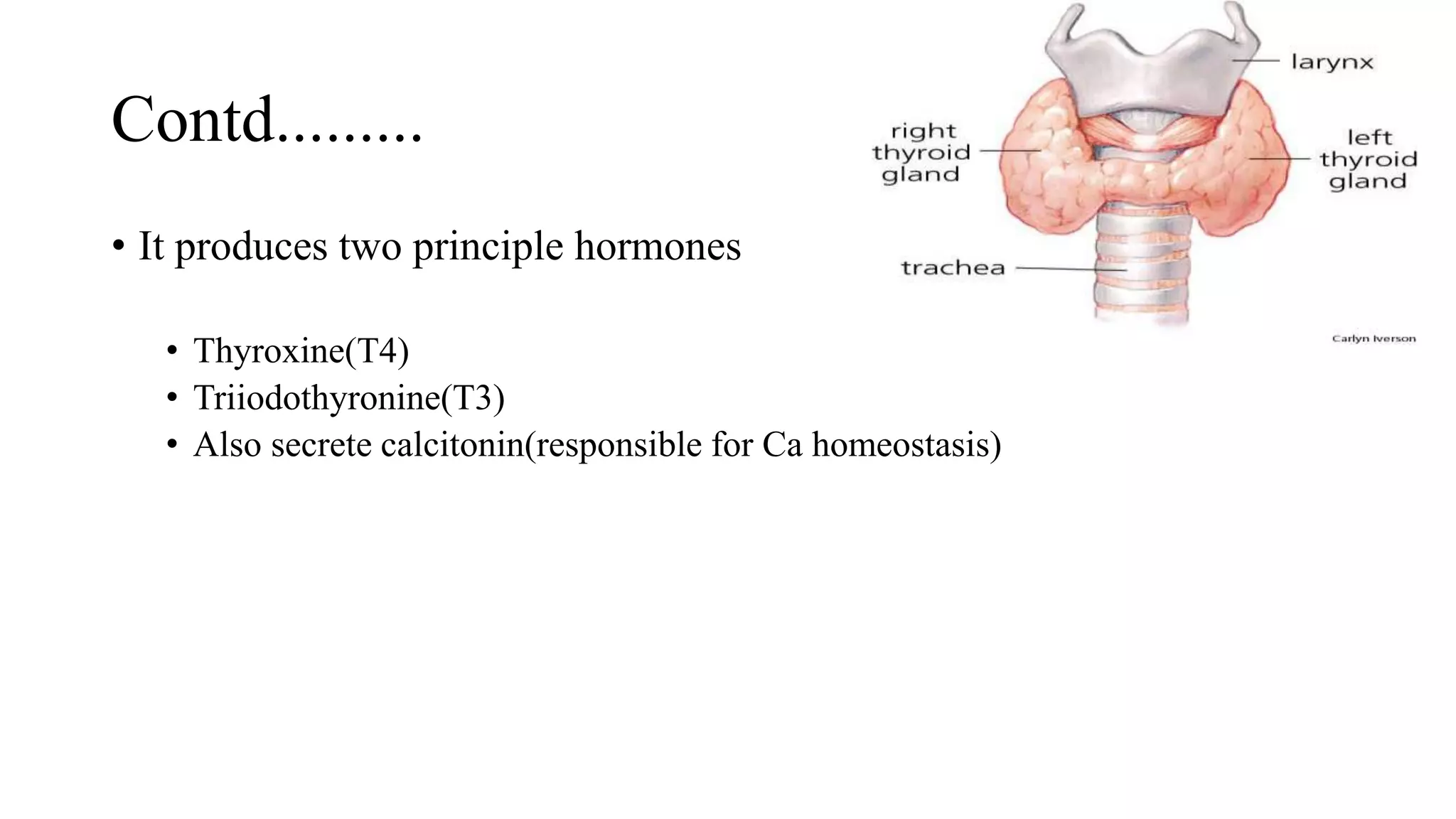 Contd.........
• It produces two principle hormones
• Thyroxine(T4)
• Triiodothyronine(T3)
• Also secrete calcitonin(responsible for Ca homeostasis)
 