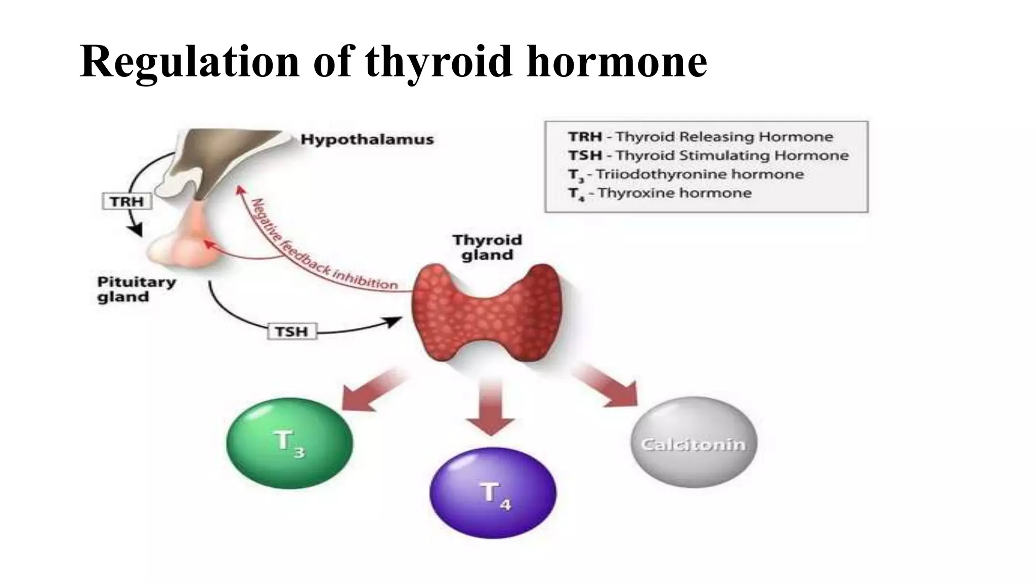 Regulation of thyroid hormone
 