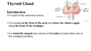 Thyroid Gland
Introduction
• It is part of the endocrine system.
• It is located at the front of the neck just below the Adam's apple,
along the front of the windpipe.
• It is butterfly-shaped and consists of two lobes located either side of
the windpipe (trachea),
 