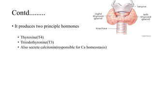 Contd.........
• It produces two principle hormones
• Thyroxine(T4)
• Triiodothyronine(T3)
• Also secrete calcitonin(responsible for Ca homeostasis)
 