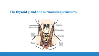 The thyroid gland and surrounding structures.
 