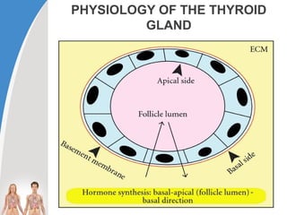 Comprehensive Overview of Thyroid Gland Disorders and Management | PPTX