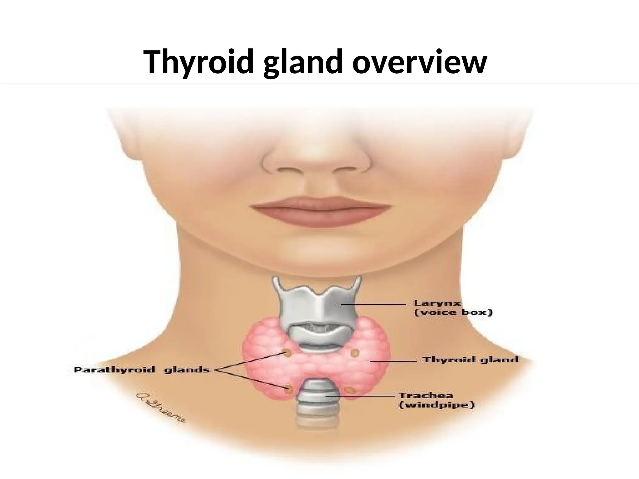 Thyroid gland overview
 