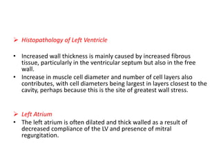  Histopathology of Left Ventricle
• Increased wall thickness is mainly caused by increased fibrous
tissue, particularly in the ventricular septum but also in the free
wall.
• Increase in muscle cell diameter and number of cell layers also
contributes, with cell diameters being largest in layers closest to the
cavity, perhaps because this is the site of greatest wall stress.
 Left Atrium
• The left atrium is often dilated and thick walled as a result of
decreased compliance of the LV and presence of mitral
regurgitation.
 