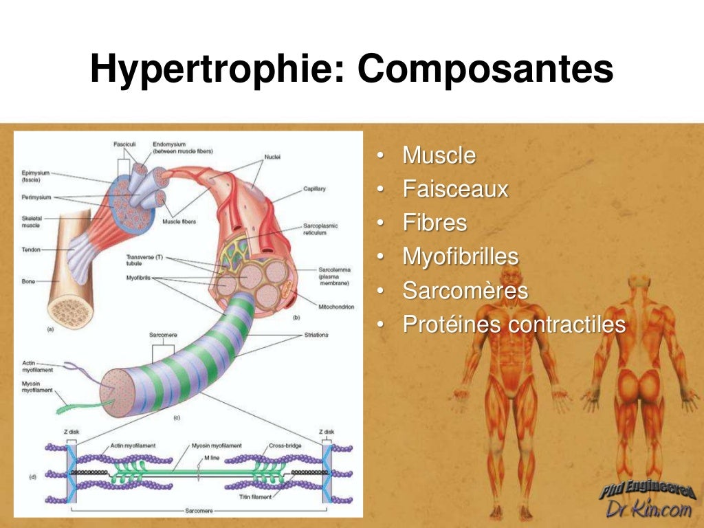 Hypertrophie