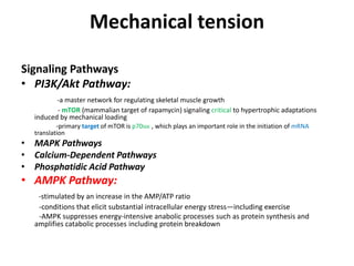Mechanical tension
Signaling Pathways
• PI3K/Akt Pathway:
-a master network for regulating skeletal muscle growth
- mTOR (mammalian target of rapamycin) signaling critical to hypertrophic adaptations
induced by mechanical loading
-primary target of mTOR is p70S6K , which plays an important role in the initiation of mRNA
translation
• MAPK Pathways
• Calcium-Dependent Pathways
• Phosphatidic Acid Pathway
• AMPK Pathway:
-stimulated by an increase in the AMP/ATP ratio
-conditions that elicit substantial intracellular energy stress—including exercise
-AMPK suppresses energy-intensive anabolic processes such as protein synthesis and
amplifies catabolic processes including protein breakdown
 