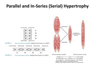 Parallel and In-Series (Serial) Hypertrophy
 