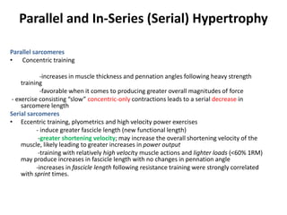Parallel and In-Series (Serial) Hypertrophy
Parallel sarcomeres
• Concentric training
-increases in muscle thickness and pennation angles following heavy strength
training
-favorable when it comes to producing greater overall magnitudes of force
- exercise consisting “slow” concentric-only contractions leads to a serial decrease in
sarcomere length
Serial sarcomeres
• Eccentric training, plyometrics and high velocity power exercises
- induce greater fascicle length (new functional length)
-greater shortening velocity; may increase the overall shortening velocity of the
muscle, likely leading to greater increases in power output
-training with relatively high velocity muscle actions and lighter loads (<60% 1RM)
may produce increases in fascicle length with no changes in pennation angle
-increases in fascicle length following resistance training were strongly correlated
with sprint times.
 