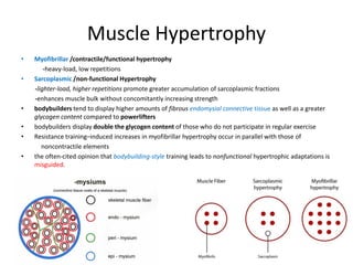 Muscle Hypertrophy
• Myofibrillar /contractile/functional hypertrophy
-heavy-load, low repetitions
• Sarcoplasmic /non-functional Hypertrophy
-lighter-load, higher repetitions promote greater accumulation of sarcoplasmic fractions
-enhances muscle bulk without concomitantly increasing strength
• bodybuilders tend to display higher amounts of fibrous endomysial connective tissue as well as a greater
glycogen content compared to powerlifters
• bodybuilders display double the glycogen content of those who do not participate in regular exercise
• Resistance training–induced increases in myofibrillar hypertrophy occur in parallel with those of
noncontractile elements
• the often-cited opinion that bodybuilding-style training leads to nonfunctional hypertrophic adaptations is
misguided.
 