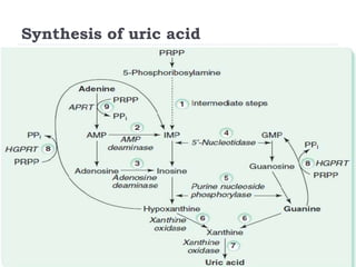 Synthesis of uric acid
 