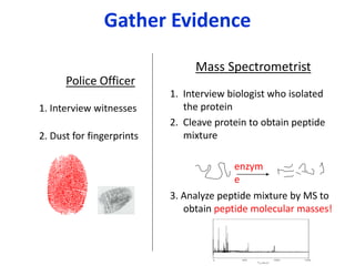 Gather Evidence
Police Officer
1. Interview witnesses
2. Dust for fingerprints
Mass Spectrometrist
1. Interview biologist who isolated
the protein
2. Cleave protein to obtain peptide
mixture
3. Analyze peptide mixture by MS to
obtain peptide molecular masses!
enzym
e
 