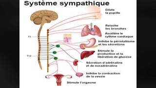 Hypnose et autohypnose