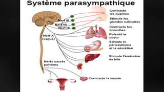 Hypnose et autohypnose