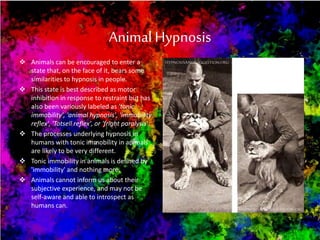 AnimalHypnosis
 Animals can be encouraged to enter a
state that, on the face of it, bears some
similarities to hypnosis in people.
 This state is best described as motor
inhibition in response to restraint but has
also been variously labeled as 'tonic
immobility', 'animal hypnosis', 'immobility
reflex', 'Totsell reflex', or 'fright paralysis'.
 The processes underlying hypnosis in
humans with tonic immobility in animals
are likely to be very different.
 Tonic immobility in animals is defined by
'immobility' and nothing more.
 Animals cannot inform us about their
subjective experience, and may not be
self-aware and able to introspect as
humans can.
 