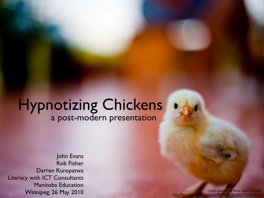 hypnotize a chicken by drawing a chalk line hypnotize a chicken by drawing a chalk line