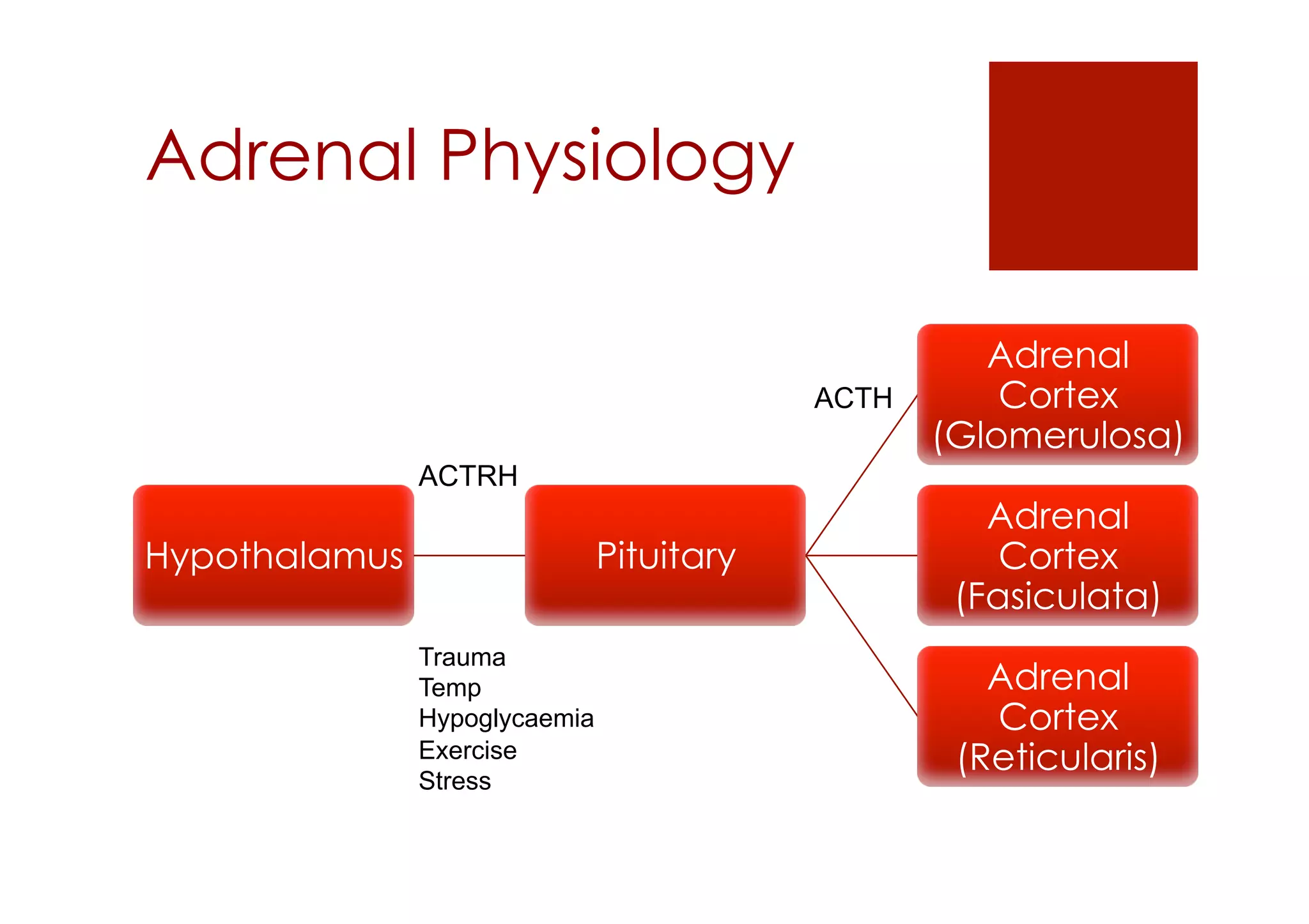 Adrenal Physiology
Hypothalamus Pituitary
Adrenal
Cortex
(Glomerulosa)
Adrenal
Cortex
(Fasiculata)
Adrenal
Cortex
(Reticularis)
ACTRH
ACTH
Trauma
Temp
Hypoglycaemia
Exercise
Stress
 