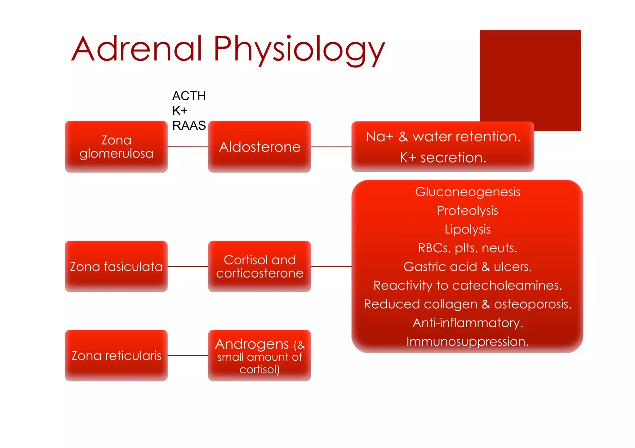 Adrenal Physiology
Zona
glomerulosa Aldosterone
Na+ & water retention.
K+ secretion.
Zona fasiculata
Cortisol and
corticosterone
Gluconeogenesis
Proteolysis
Lipolysis
RBCs, plts, neuts.
Gastric acid & ulcers.
Reactivity to catecholeamines.
Reduced collagen & osteoporosis.
Anti-inflammatory.
Immunosuppression.
Zona reticularis
Androgens (&
small amount of
cortisol)
ACTH
K+
RAAS
 