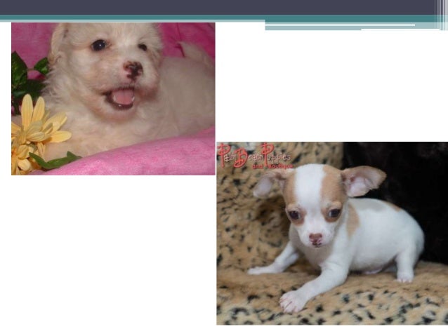 yorkie puppies for sale in west palm hypoallergenic puppies for sale west palm source to get puppi yorkie puppies for sale in west palm hypoallergenic puppies for sale west palm source to get puppi