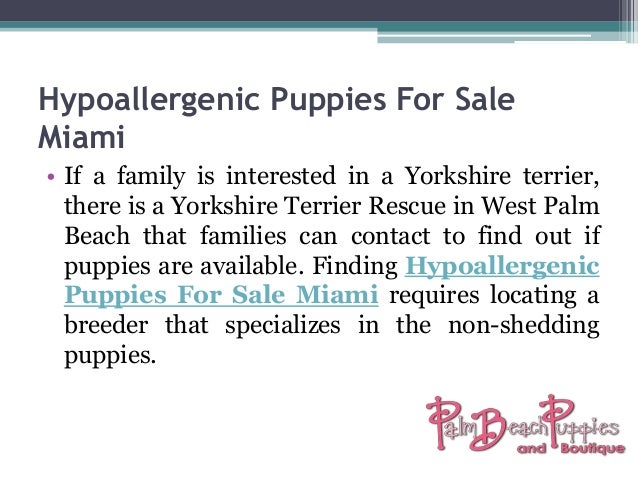 yorkie puppies for sale in west palm hypoallergenic puppies for sale west palm source to get puppi yorkie puppies for sale in west palm hypoallergenic puppies for sale west palm source to get puppi