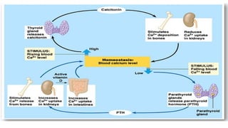 HYPOCALCEMIA for residents and medical students | PDF