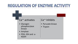 Ca++ activates
• Glycogen
phosphorylase
kinase
• Amylase
• PDH, IDH and α-
KGDH
Ca++ Inhibits
• Pyruvate kinase
• Trypsin
 