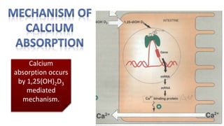 Calcium
absorption occurs
by 1,25(OH)2D3
mediated
mechanism.
 