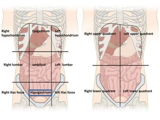 Right
hypochondrium
Epigastrium Left
hypochondrium
Right lumbar Left lumbar
umbilical
Right iliac fossa left iliac fossa
Hypogastrium
Right upper quadrant Left upper quadrant
Right lower quadrant Left lower quadrant
 