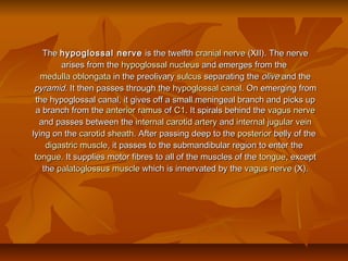 TheThe hypoglossal nervehypoglossal nerve is the twelfthis the twelfth cranial nervecranial nerve (XII). The nerve(XII). The nerve
arises from thearises from the hypoglossalhypoglossal nucleusnucleus and emerges from theand emerges from the
medulla oblongatamedulla oblongata in the preolivaryin the preolivary sulcussulcus separating theseparating the oliveolive and theand the
pyramidpyramid. It then passes through the. It then passes through the hypoglossalhypoglossal canalcanal. On emerging from. On emerging from
the hypoglossal canal, it gives off a small meningeal branch and picks upthe hypoglossal canal, it gives off a small meningeal branch and picks up
a branch from thea branch from the anterioranterior ramusramus ofof C1C1. It spirals behind the. It spirals behind the vagusvagus nervenerve
and passes between theand passes between the internal carotid arteryinternal carotid artery andand internal jugular veininternal jugular vein
lying on thelying on the carotid sheathcarotid sheath. After passing deep to the. After passing deep to the posteriorposterior belly of thebelly of the
digastricdigastric musclemuscle, it passes to the submandibular region to enter the, it passes to the submandibular region to enter the
tonguetongue.. It supplies motor fibres to all of the muscles of theIt supplies motor fibres to all of the muscles of the tonguetongue, except, except
thethe palatoglossuspalatoglossus musclemuscle which is innervated by thewhich is innervated by the vagusvagus nervenerve (X).(X).
 