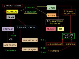↓ ARTERIAL GLUCOSE
                      ↓ INSULIN              LIVER
   PANCREAS           ↑ GLUCAGON                               ↑ GLUCOSE
                                                               PRODUCTION
                                             KIDNEY
    BRAIN
                                            ↑ GLUCONEOGENIC
                                               PRECURSORS
              ↑ SYM ADR OUTFLOW
PITUITARY                                   MUSCLE       FAT

       ↑GH                                                     ↑ ARTERIAL
                                                                GLUCOSE
     ACTH                           ↑E
                     ADR MEDULLA
                                            ↓ GLU CLEARANCE      INGESTION
 ADR CORTEX
                                    ↑ NE
 ↑ CORTISOL          Post Gn SymN
                                              SYMPTOMS
                                    ↑ Ach
 