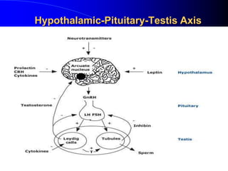 Hypothalamic-Pituitary-Testis Axis




                     Inhibin B




                                     2
 