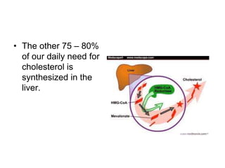 • The other 75 – 80%
of our daily need for
cholesterol is
synthesized in the
liver.
 
