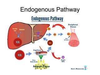 Endogenous Pathway
 