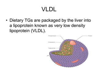 VLDL
• Dietary TGs are packaged by the liver into
a lipoprotein known as very low density
lipoprotein (VLDL).
 