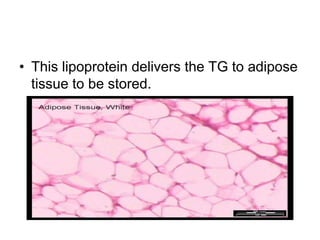 • This lipoprotein delivers the TG to adipose
tissue to be stored.
 