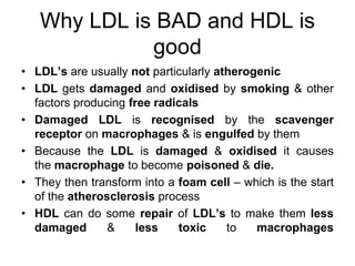 Why LDL is BAD and HDL is
good
• LDL’s are usually not particularly atherogenic
• LDL gets damaged and oxidised by smoking & other
factors producing free radicals
• Damaged LDL is recognised by the scavenger
receptor on macrophages & is engulfed by them
• Because the LDL is damaged & oxidised it causes
the macrophage to become poisoned & die.
• They then transform into a foam cell – which is the start
of the atherosclerosis process
• HDL can do some repair of LDL’s to make them less
damaged & less toxic to macrophages
 