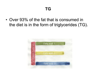 TG
• Over 93% of the fat that is consumed in
the diet is in the form of triglycerides (TG).
 