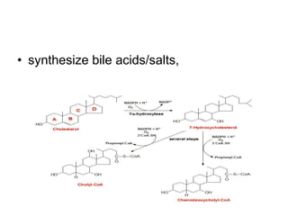 • synthesize bile acids/salts,
 