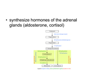 • synthesize hormones of the adrenal
glands (aldosterone, cortisol)
 