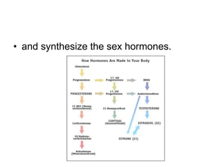 • and synthesize the sex hormones.
 