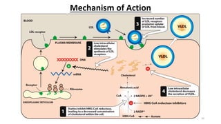 Mechanism of Action
10
 